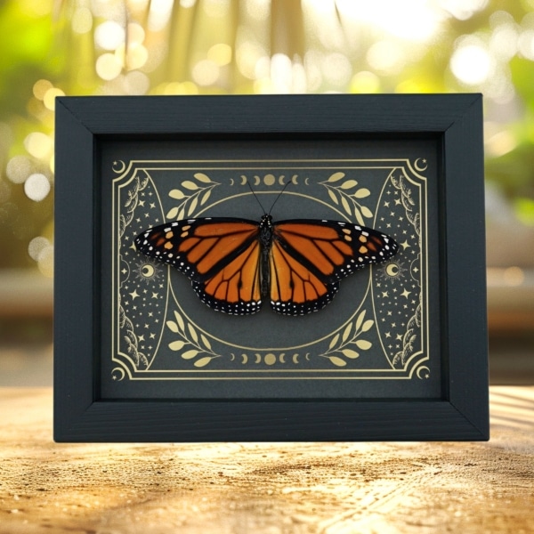 Real Monarch Butterfly Celestial Sky Danaus plexippus male Resting Framed Taxidermy Display