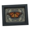Real Monarch Butterfly Celestial Sky Danaus plexippus male Resting Framed Taxidermy Display
