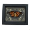 Real Monarch Butterfly Celestial Sky Danaus plexippus male Resting Framed Taxidermy Display
