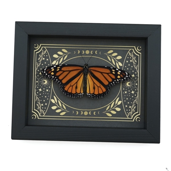 Real Monarch Butterfly Celestial Sky Danaus plexippus male Resting Framed Taxidermy Display