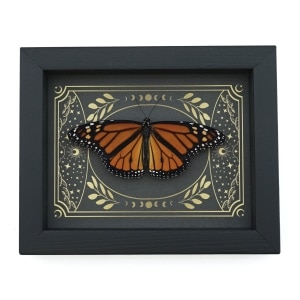 Real Monarch Butterfly Celestial Sky Danaus plexippus male Resting Framed Taxidermy Display