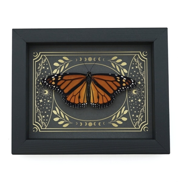 Real Monarch Butterfly Celestial Sky Danaus plexippus male Resting Framed Taxidermy Display