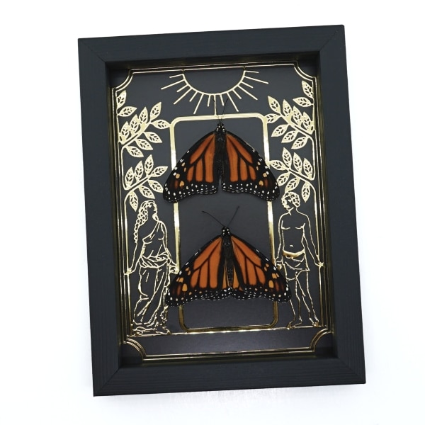 Monarch Butterfly Collection Gold Foil Gothic Tarot Card Danaus plexippus Resting Pair Framed Taxidermy Display