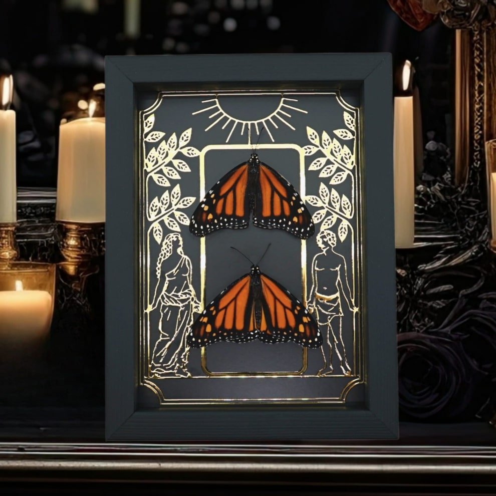 Monarch Butterfly Collection Gold Foil Gothic Tarot Card Danaus plexippus Resting Pair Framed Taxidermy Display