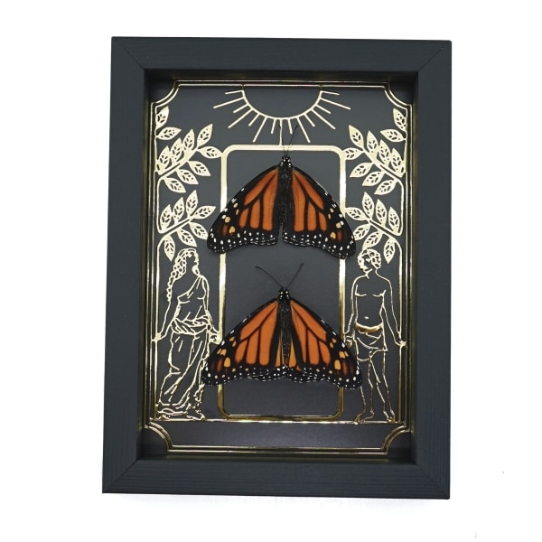 Monarch Butterfly Collection Gold Foil Gothic Tarot Card Danaus plexippus Resting Pair Framed Taxidermy Display
