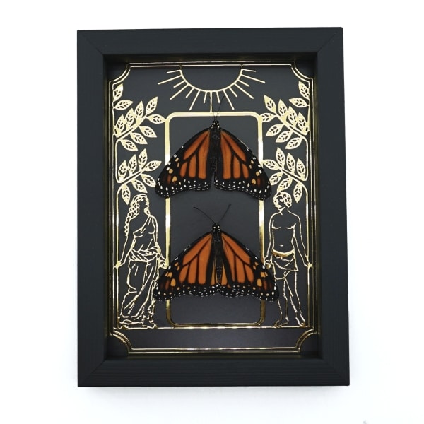 Monarch Butterfly Collection Gold Foil Gothic Tarot Card Danaus plexippus Resting Pair Framed Taxidermy Display