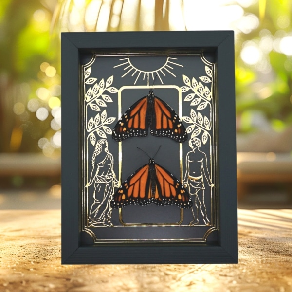 Monarch Butterfly Collection Gold Foil Gothic Tarot Card Danaus plexippus Resting Pair Framed Taxidermy Display