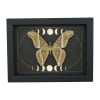 Samia luzonica male Moth Celestial Moon Phases Framed Taxidermy Display