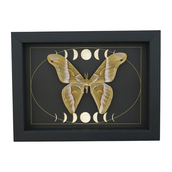 Samia luzonica male Moth Celestial Moon Phases Framed Taxidermy Display