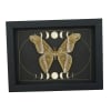 Samia luzonica male Moth Celestial Moon Phases Framed Taxidermy Display
