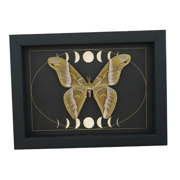 Samia luzonica male Moth Celestial Moon Phases Framed Taxidermy Display