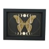 Samia luzonica male Moth Celestial Moon Phases Framed Taxidermy Display