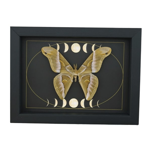 Samia luzonica male Moth Celestial Moon Phases Framed Taxidermy Display
