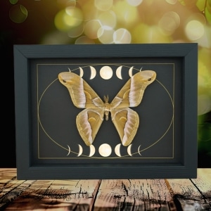Samia luzonica male Moth Celestial Moon Phases Framed Taxidermy Display