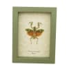 Banded Flower Mantis Theopropus elegans Orange Preying Mantis Framed Insect Taxidermy Sage Green Display