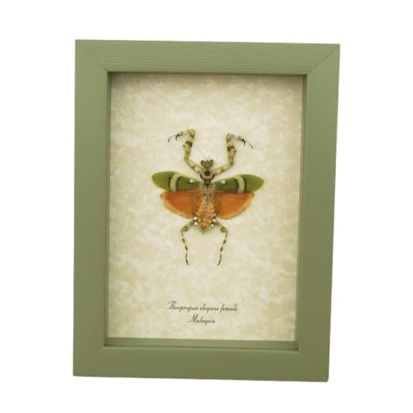 Banded Flower Mantis Theopropus elegans Orange Preying Mantis Framed Insect Taxidermy Sage Green Display