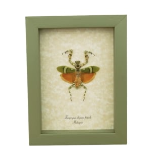 Banded Flower Mantis Theopropus elegans Orange Preying Mantis Framed Insect Taxidermy Sage Green Display