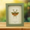 Banded Flower Mantis Theopropus elegans Orange Preying Mantis Framed Insect Taxidermy Sage Green Display