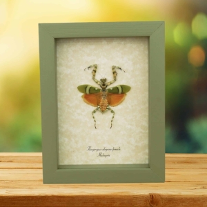 Banded Flower Mantis Theopropus elegans Orange Preying Mantis Framed Insect Taxidermy Sage Green Display