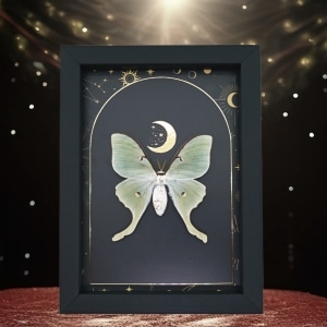 Real Framed Luna Moth Gold Foil Celestial Moon Actias luna Taxidermy Display