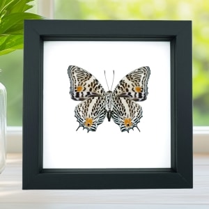 Baeotus baeotus Gold Flower Butterfly Framed Taxidermy Classic Black Display