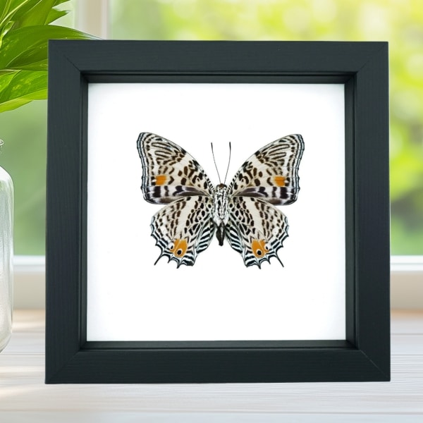 Baeotus baeotus Gold Flower Butterfly Framed Taxidermy Classic Black Display
