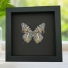 Baeotus baeotus Gold Flower Butterfly Framed Taxidermy Moonlight Display