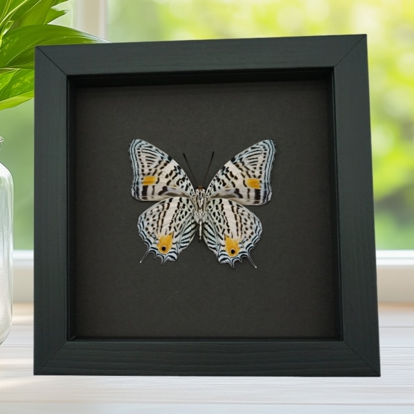 Baeotus baeotus Gold Flower Butterfly Framed Taxidermy Moonlight Display