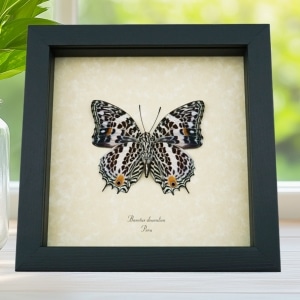 Baeotus deucalion White Flower Butterfly Real Framed Taxidermy Display