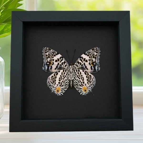 Baeotus deucalion White Flower Butterfly Framed Taxidermy Moonlight Display