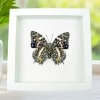 Baeotus deucalion White Flower Butterfly Framed Taxidermy Vibrant White Display