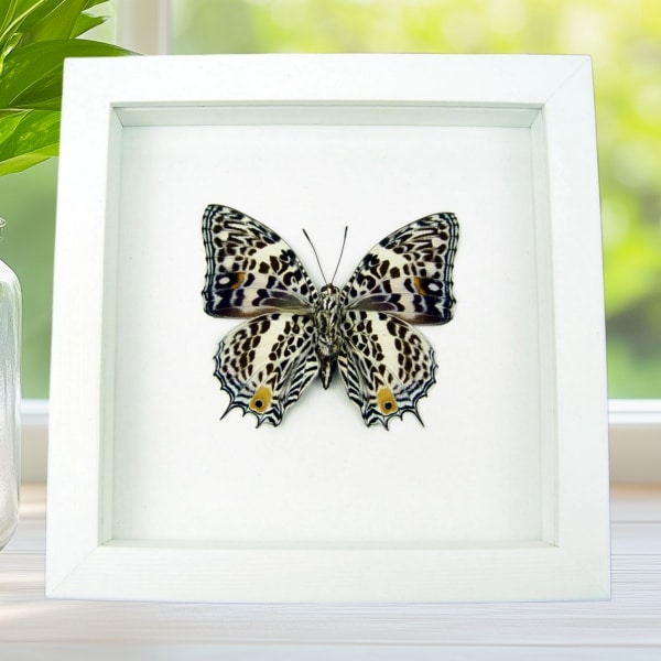 Baeotus deucalion White Flower Butterfly Framed Taxidermy Vibrant White Display