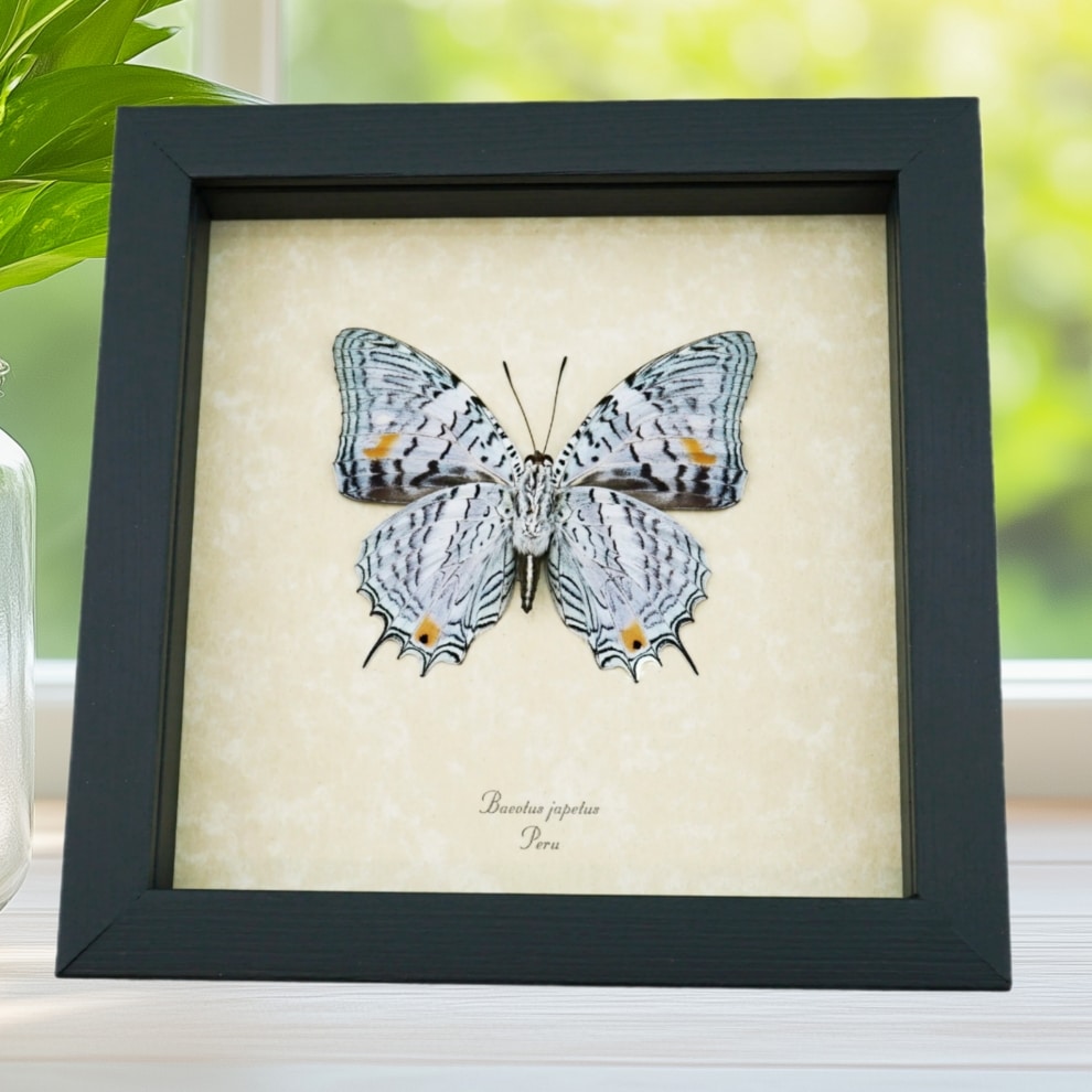 Baeotus japetus verso Lavender Butterfly Japetus Beauty Framed Taxidermy Display Baeotus japetus verso Lavender Butterfly Japetus Beauty Framed Taxidermy Display