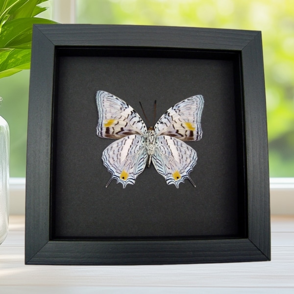 Baeotus japetus Beauty Framed Lavender Butterfly Taxidermy Moonlight Display