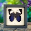 Caligo martia Purple Owl Mimic Butterfly Rare Framed Taxidermy Display