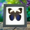 Caligo martia Purple Owl Mimic Butterfly Rare Framed Taxidermy Classic Black Display