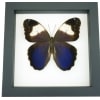 Caligo martia Purple Owl Mimic Butterfly Rare Framed Taxidermy Classic Black Display