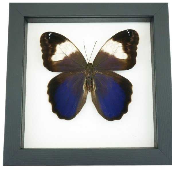 Caligo martia Purple Owl Mimic Butterfly Rare Framed Taxidermy Classic Black Display