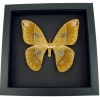 Giant Rothschildia Moth Framed Taxidermy Moonlight Display