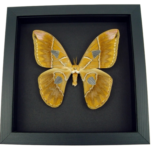 Giant Rothschildia Moth Framed Taxidermy Moonlight Display