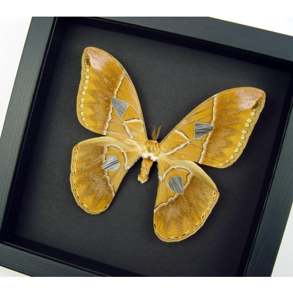 Giant Rothschildia Moth Framed Taxidermy Moonlight Display