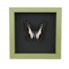 Graphium Doson Common Jay Butterfly Framed Taxidermy Sage Green Display