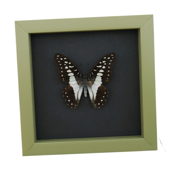 Graphium Doson Common Jay Butterfly Framed Taxidermy Sage Green Display