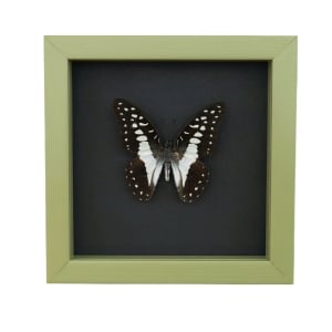 Graphium Doson Common Jay Butterfly Framed Taxidermy Sage Green Display