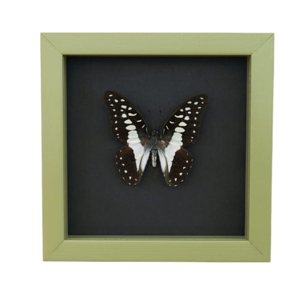 Graphium Doson Common Jay Butterfly Framed Taxidermy Sage Green Display