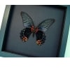 Giant Gothic Black Butterfly Papilio Memnon verso Framed Taxidermy Moonlight Display