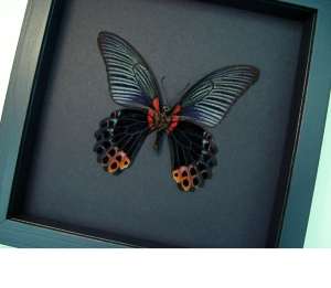 Giant Gothic Black Butterfly Papilio Memnon verso Framed Taxidermy Moonlight Display