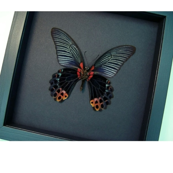 Giant Gothic Black Butterfly Papilio Memnon verso Framed Taxidermy Moonlight Display