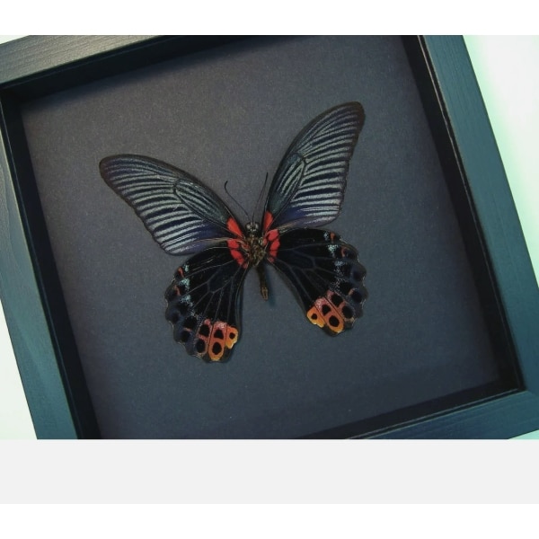 Giant Gothic Black Butterfly Papilio Memnon verso Framed Taxidermy Moonlight Display