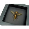 Murder Hornet Vespa mandarinia japonica Large Asian Hornet Framed Taxidermy Moonlight Display